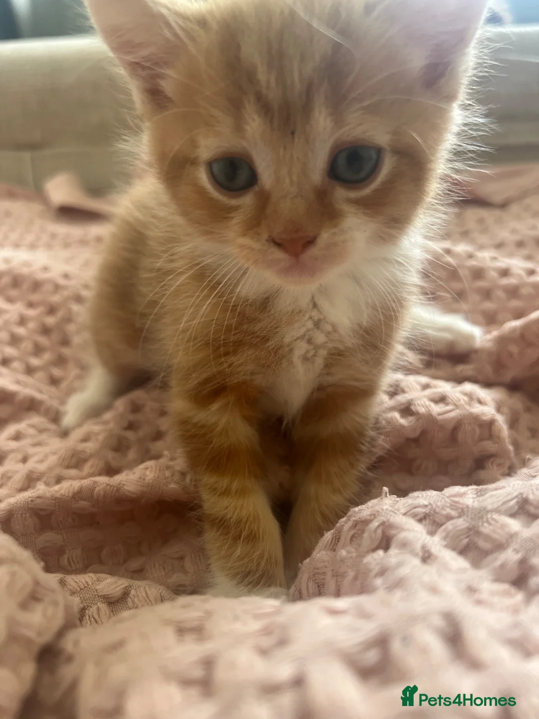 Mixed Breed cats for sale: Ginger Mixed Breed Kittens  - Advert 10