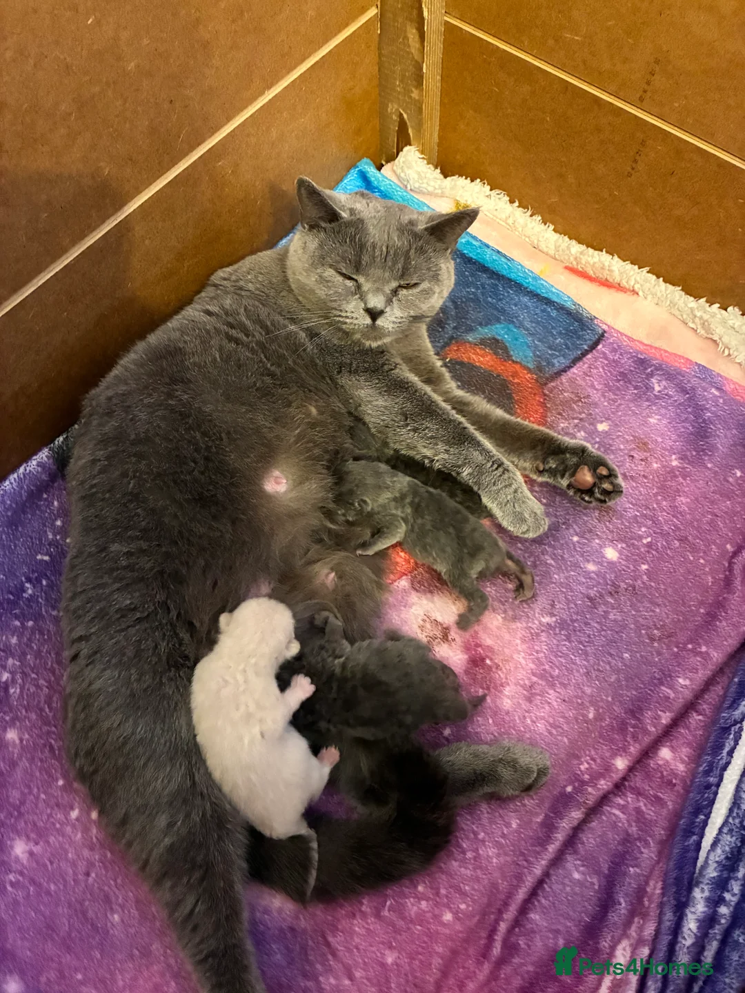 British Shorthair cats for sale: Stunning chunky British shorthair kittens - Advert 7