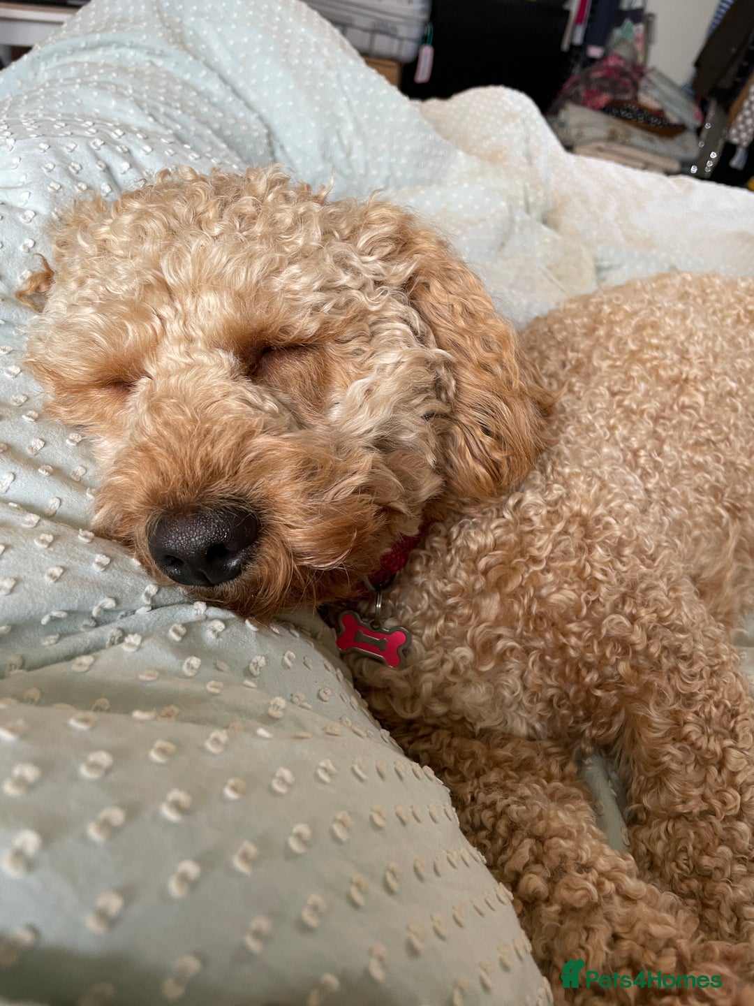 Cavachon dogs for adoption: Cavapoochon - Advert 7