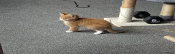 Mixed Breed cats for sale: Our ginger looking for a loving home 🏡 - Advert 10