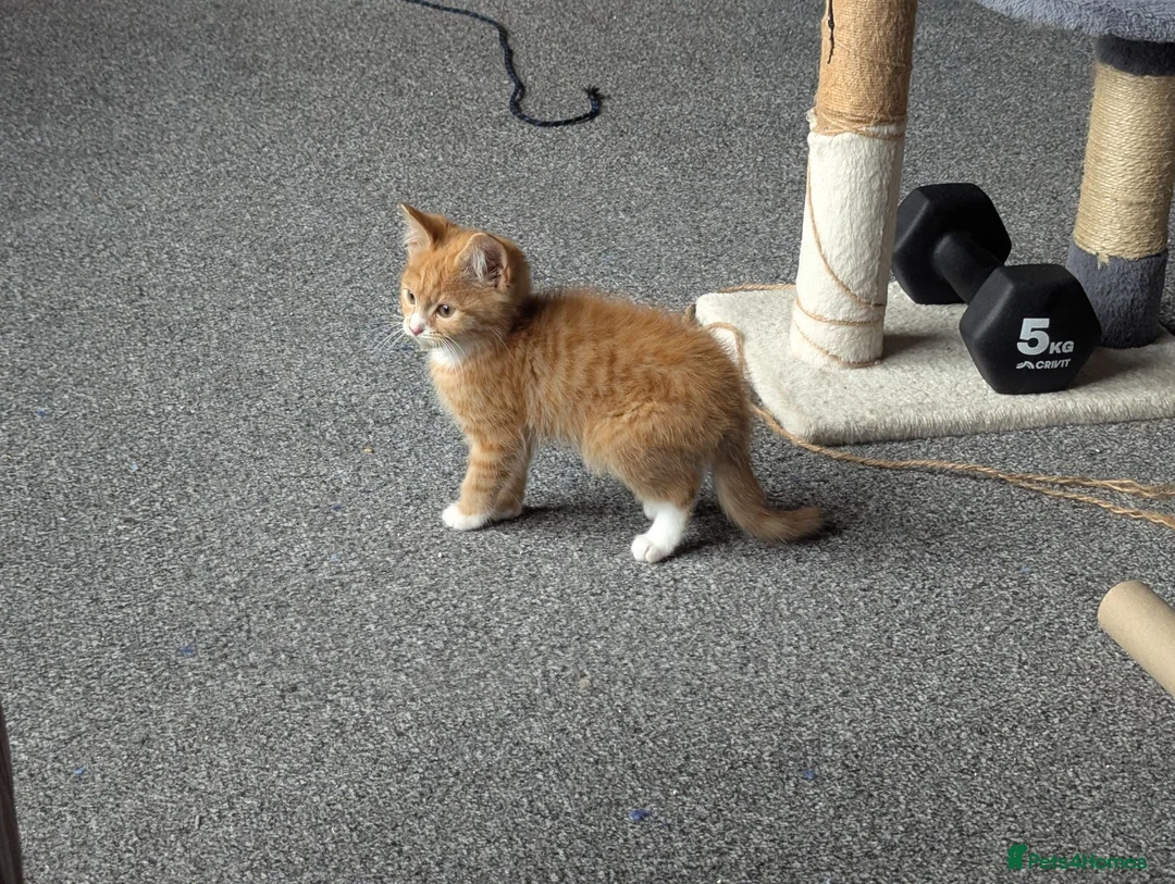 Mixed Breed cats for sale: Our ginger looking for a loving home 🏡 - Advert 10