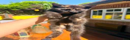 British Shorthair cats for sale: Stunning British Shorthair Kittens Ready Now! - Advert 16