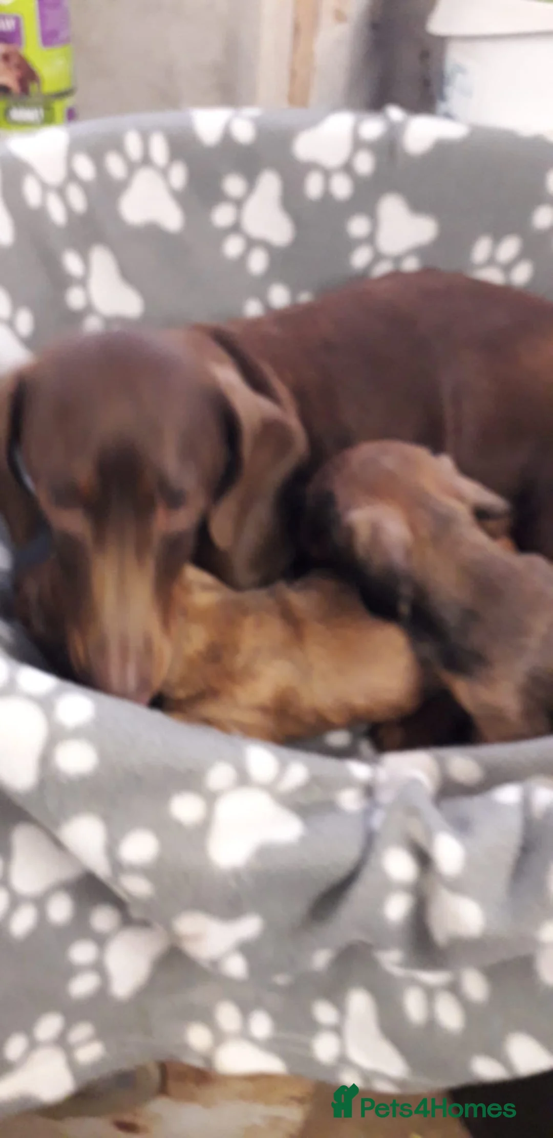 Dachshund dogs for sale: 2 Dachshund puppies for sale, ready to leave!  in Leeds - Advert 6