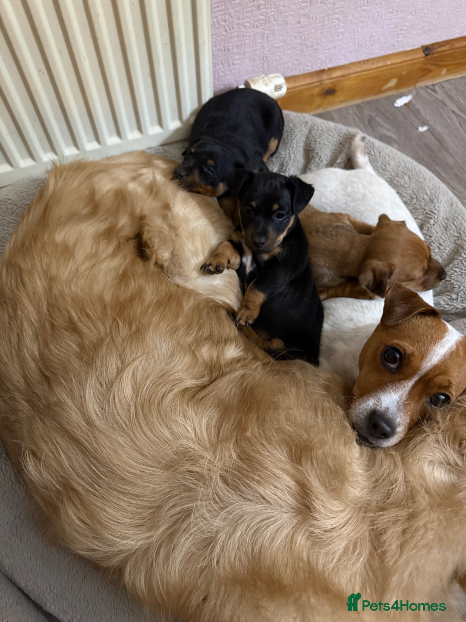 Jack Russell dogs Beautiful small bred Jack Russell puppies  - Advert 2