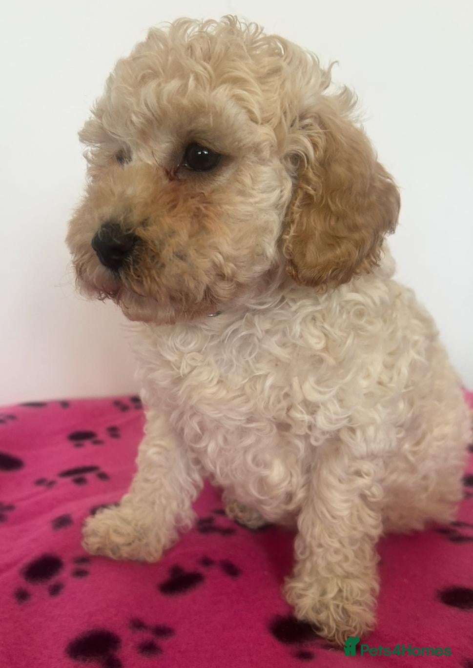 Mixed Breed dogs Unusual Café Au Lait Poodle Puppies - Advert 2