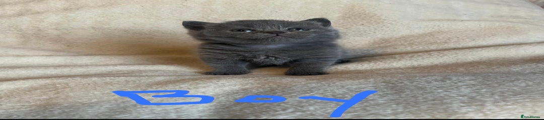 British Shorthair Kitten 1