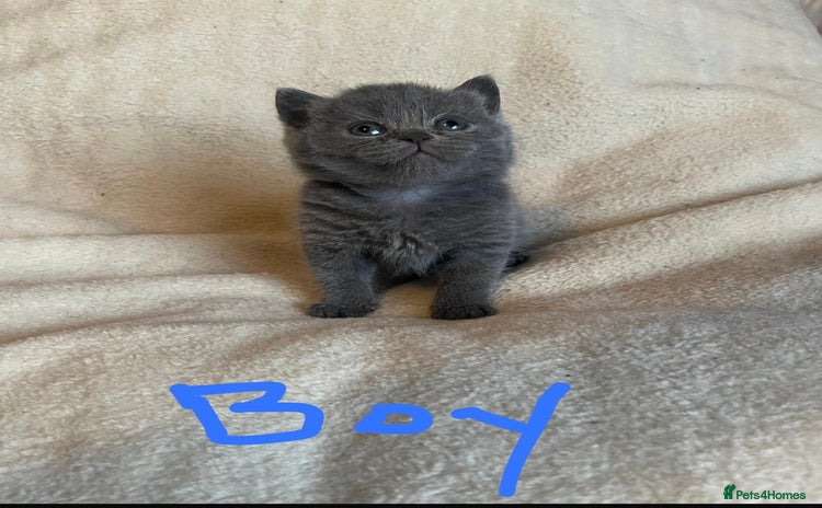 British Shorthair cats - Advert 4