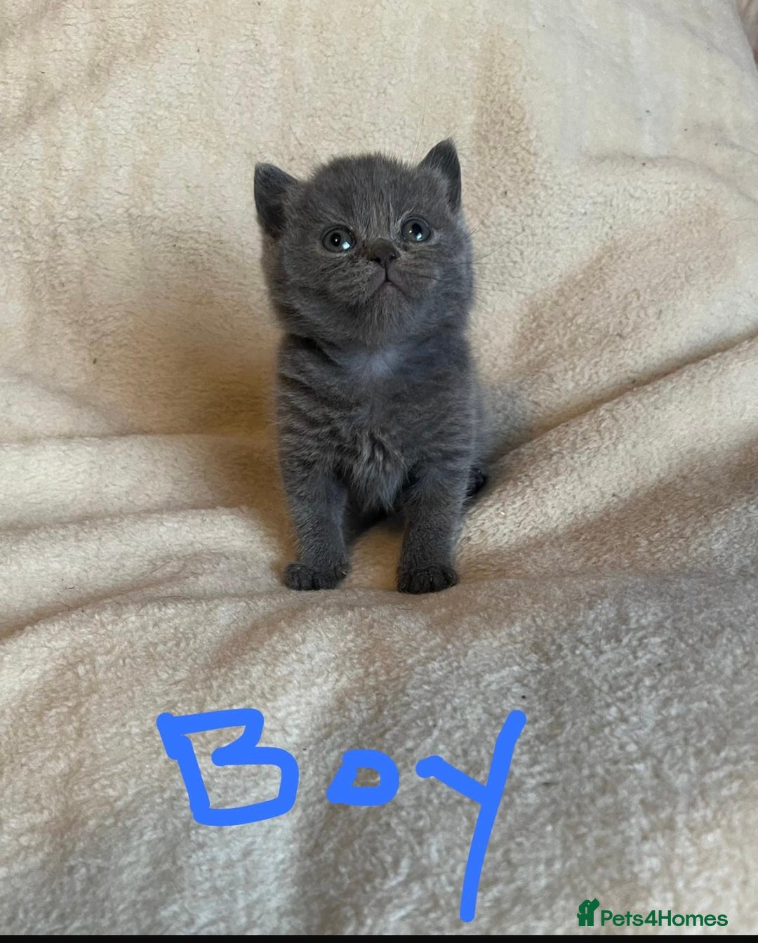 British Shorthair cats for sale: Gorgeous health tested British Blue short/longhair - Image 1
