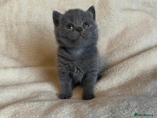 British Shorthair cats - Advert 2