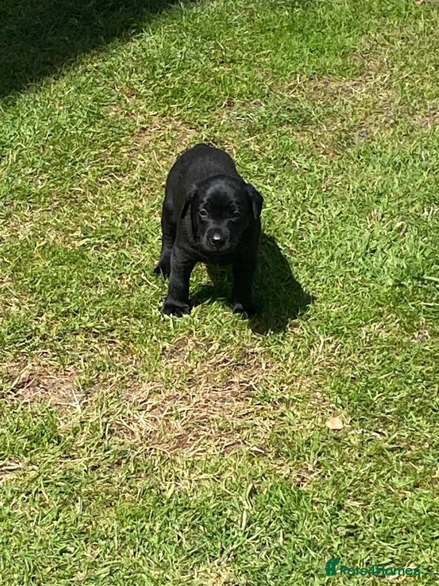 Labrador Retriever dogs Black Labrador puppies KC Reg - working background - Advert 2