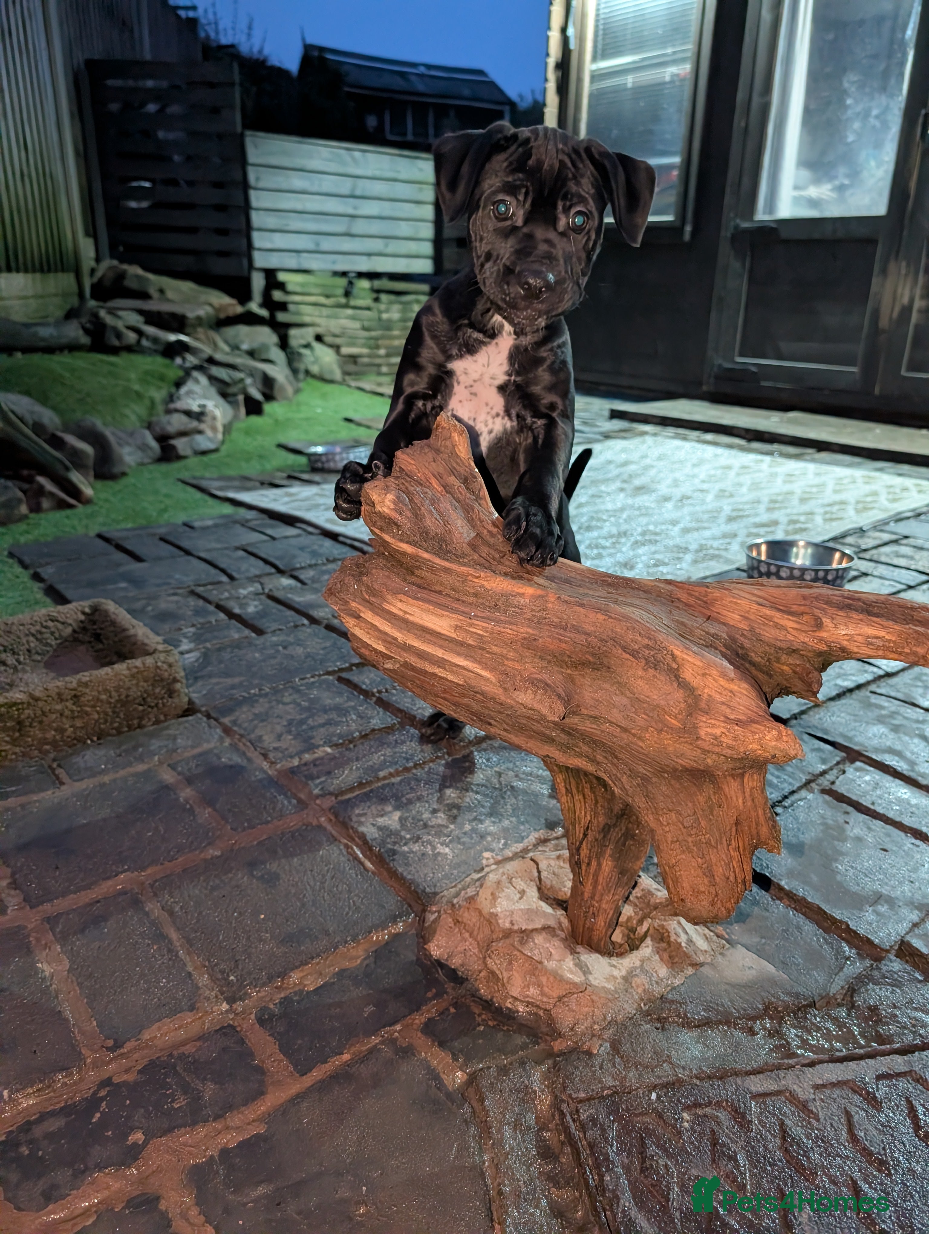 Cane Corso dogs Cane corso puppies  - Advert 7