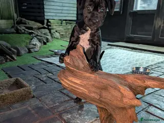 Cane Corso dogs Cane corso puppies - Advert 7