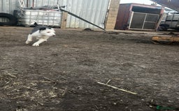 Border Collie dogs for sale: 2 beautiful border collie bitches  - Image 5