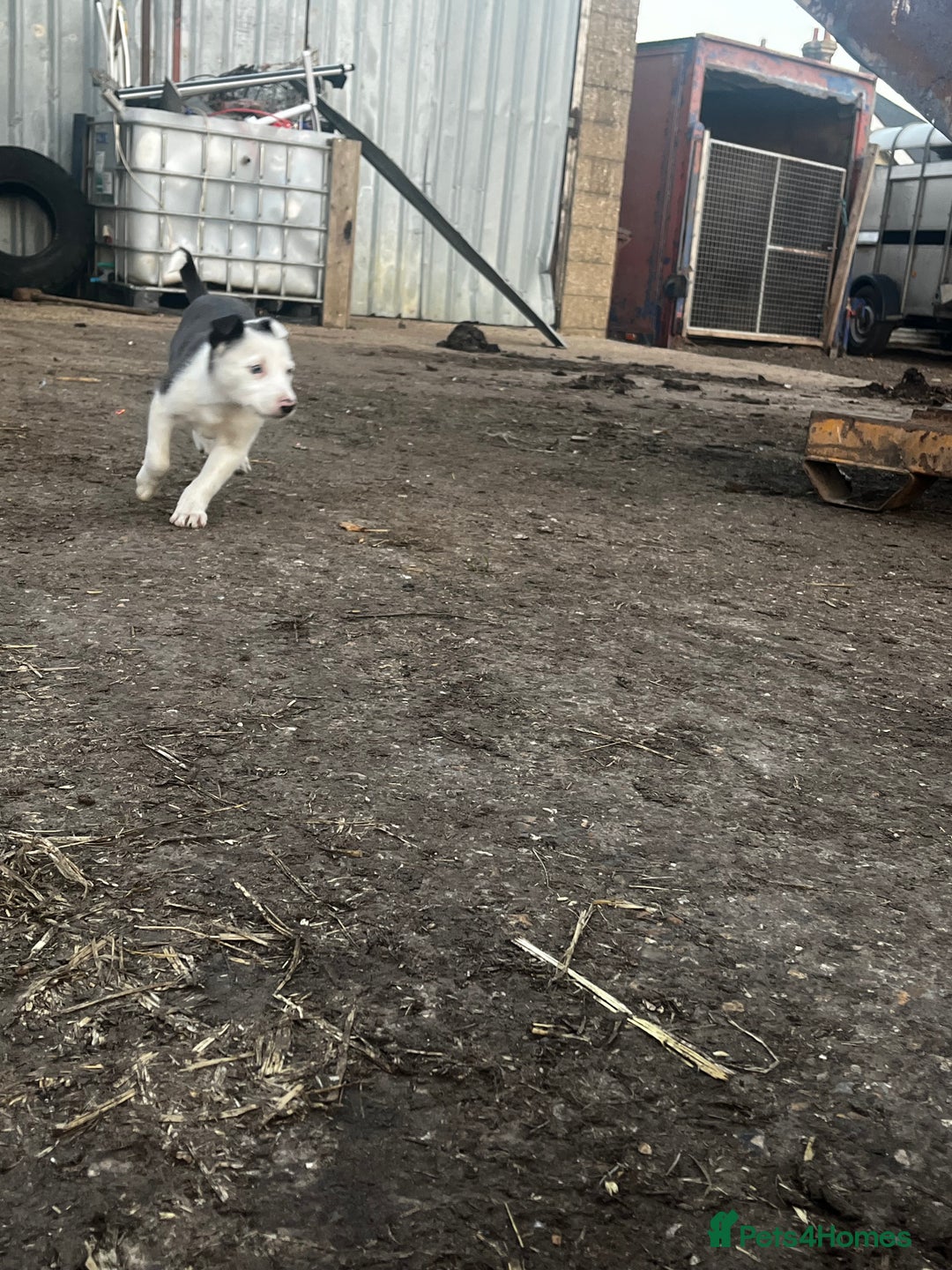 Border Collie dogs for sale: 2 beautiful border collie bitches  - Image 5