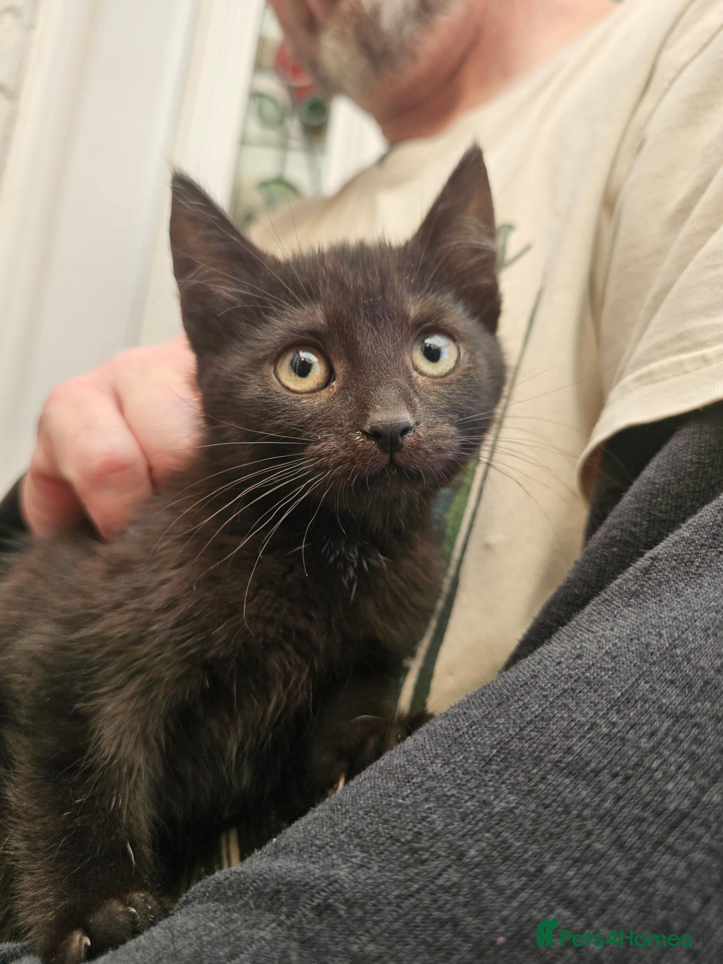 Mixed Breed cats for sale: ONLY 1 BLACK FEMALE KITTEN LEFT READY TO LEAVE NOW - Advert 11