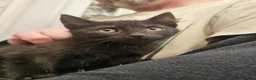 Mixed Breed cats for sale: KITTENS FOR SALE READY TO LEAVE NOW - Advert 21