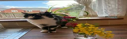 Domestic Shorthair cats for sale: domestic short hair kittens for sale  - Advert 16