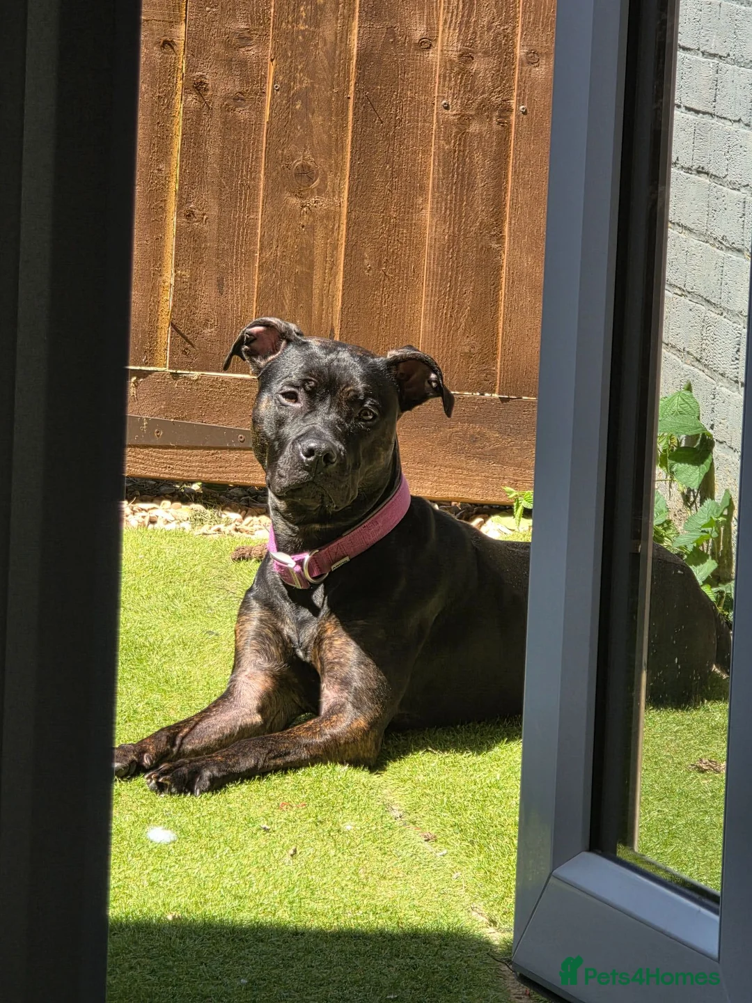 Mixed Breed dogs for sale: Hazel - Advert 5