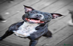 Staffordshire Bull Terrier dogs for sale: Are You Ready To Meet Your New Bestfriend? 🐾 - Image 16