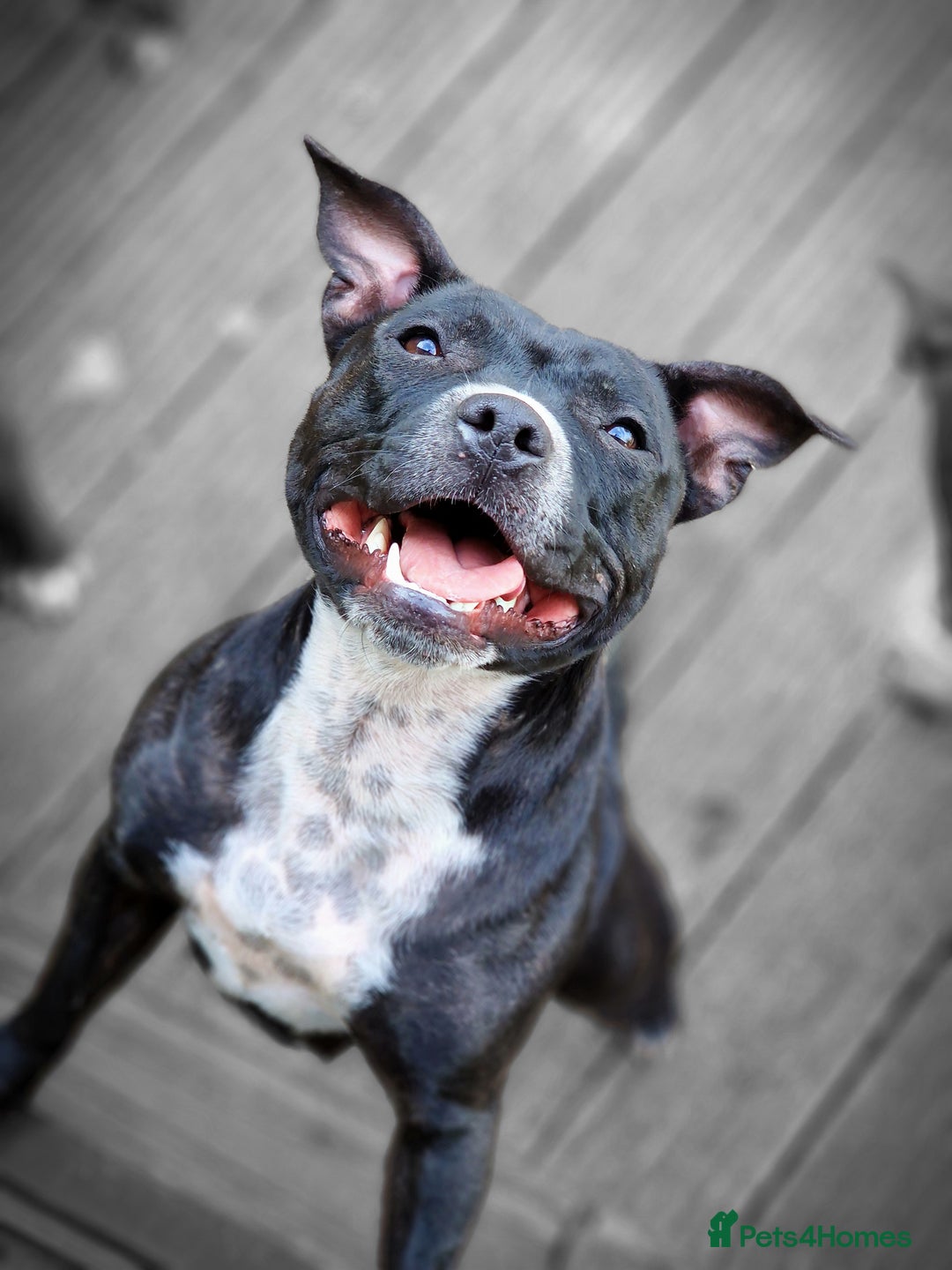 Staffordshire Bull Terrier dogs for sale: Are You Ready To Meet Your New Bestfriend? 🐾 - Image 16
