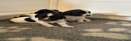 English Springer Spaniel dogs for sale: Gorgeous working English Springer Spaniel Puppies - Advert 11