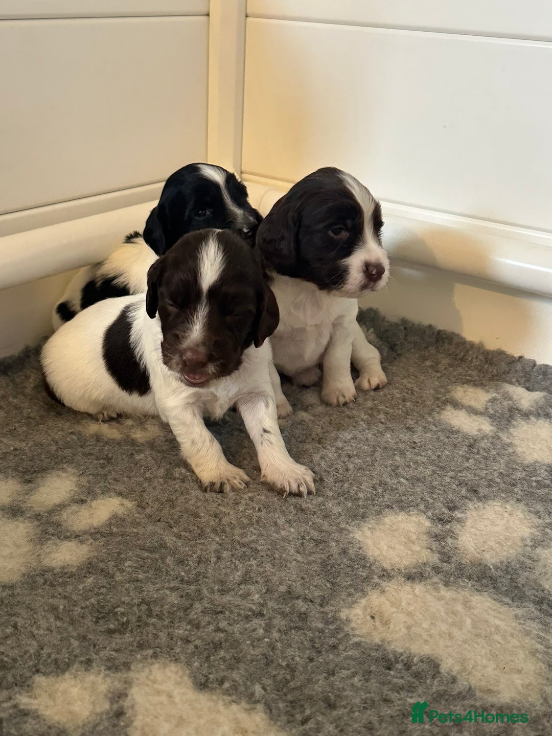 English Springer Spaniel dogs for sale: Gorgeous working English Springer Spaniel Puppies - Image 11