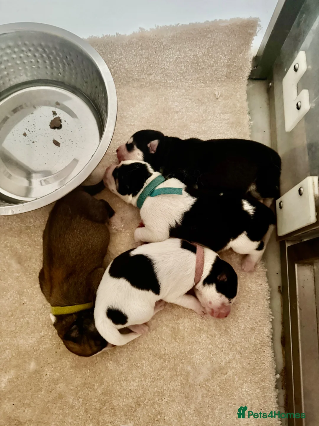 Huskita dogs for sale: Beautiful Huskey pups 3/4 still available  - Advert 2
