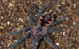 Tarantulas invertebrates for sale: TARANTULAS for SALE!!! - Advert 4