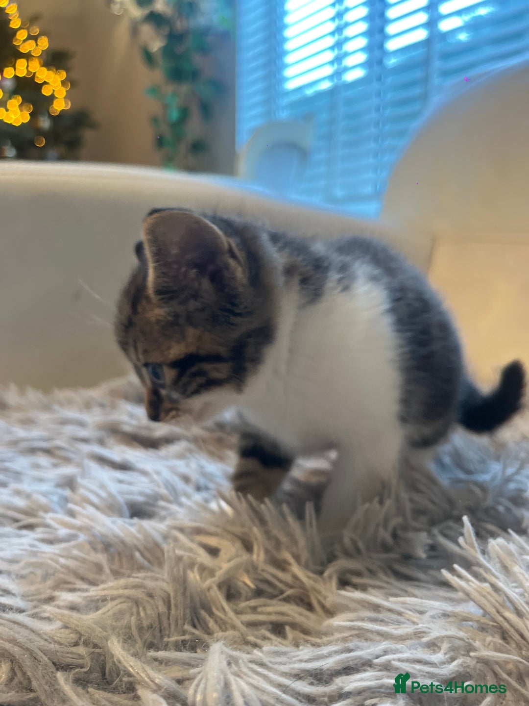 Mixed Breed cats for sale: 3 Beutiful babies  - Advert 9