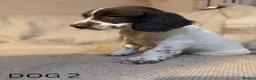 English Springer Spaniel dogs for sale: KC English Springer Spaniel Puppies - Advert 6