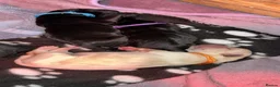 Labrador Retriever dogs for sale: Exceptional litter of Labrador puppies  - Advert 22