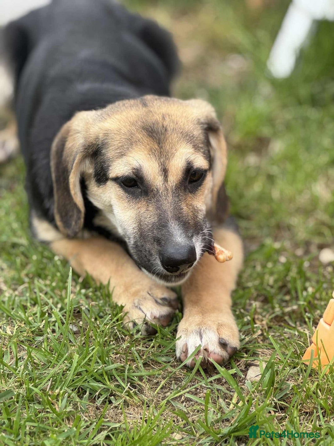 Mixed Breed dogs for adoption: DARIA -  a superb little girl, for a Loving Home - Image 6
