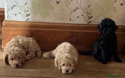 Cockapoo dogs for sale: Daisy Doodles & Marvels Pups in Spilsby - Image 4
