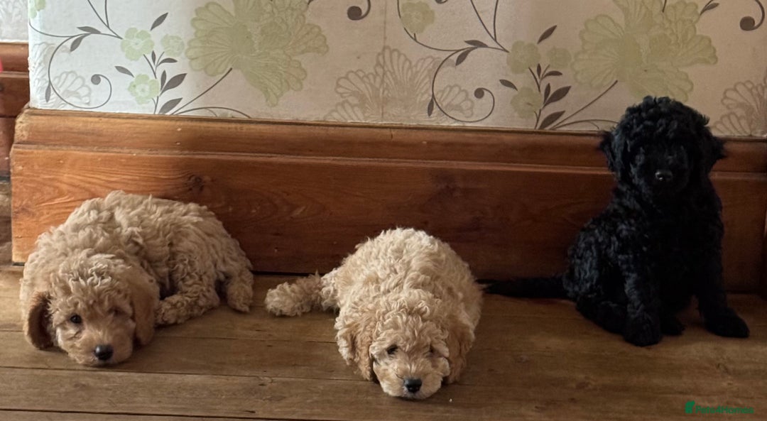 Cockapoo dogs for sale: Daisy Doodles & Marvels Pups in Spilsby - Image 4