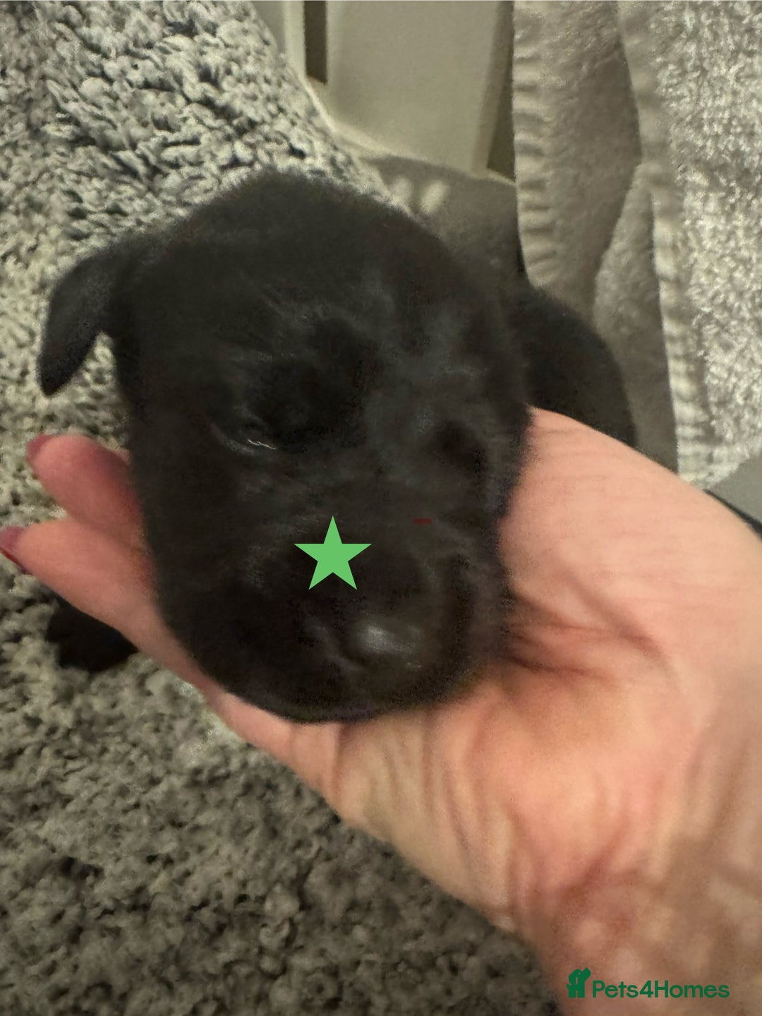 Labrador Retriever dogs for sale: Labrador Puppies – Licensed Breeder - Advert 10