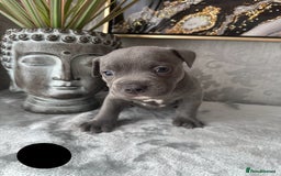 Staffordshire Bull Terrier dogs for sale: Chunky little staffy pups - Image 25