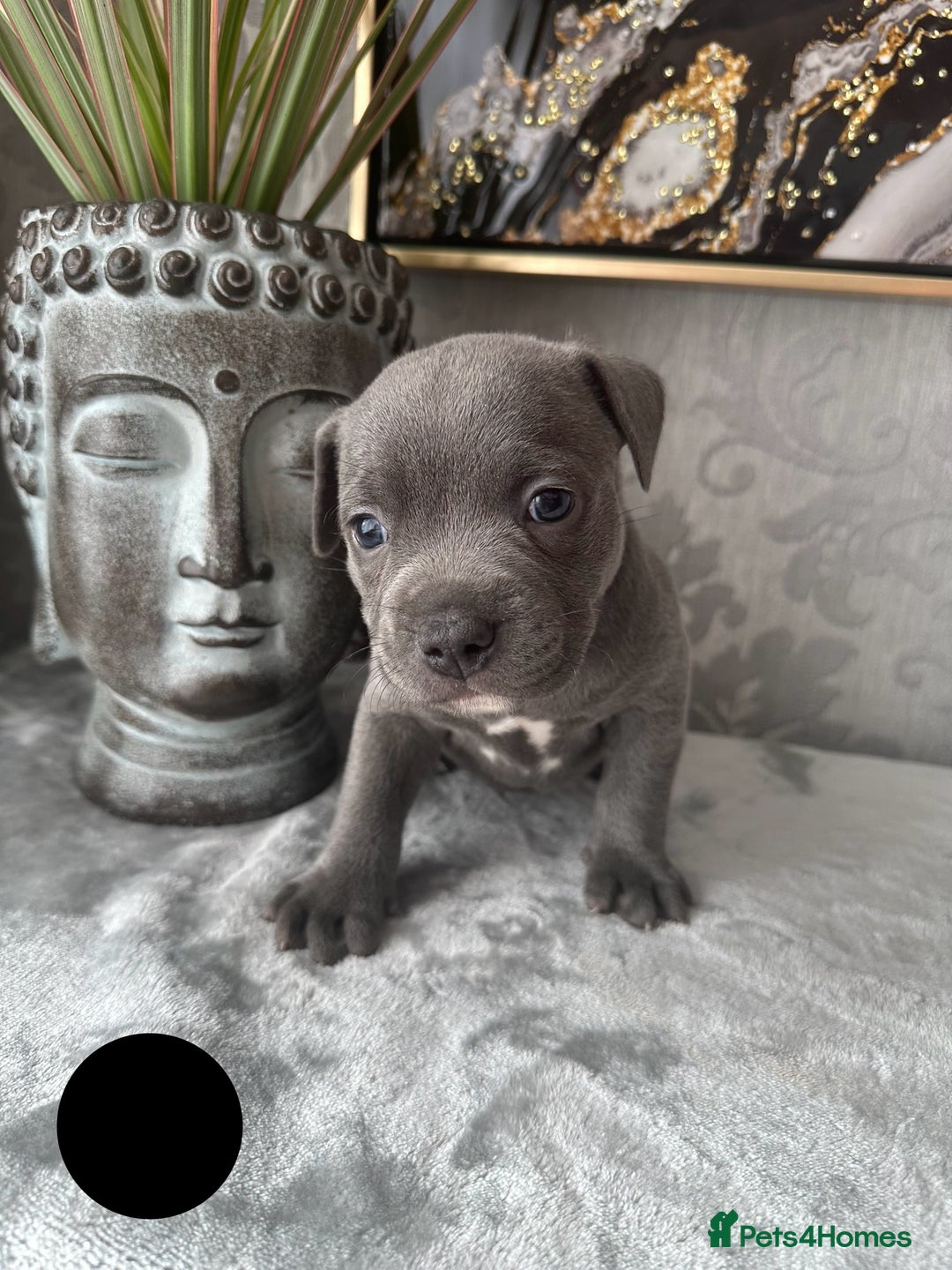 Staffordshire Bull Terrier dogs for sale: Chunky little staffy pups - Image 25