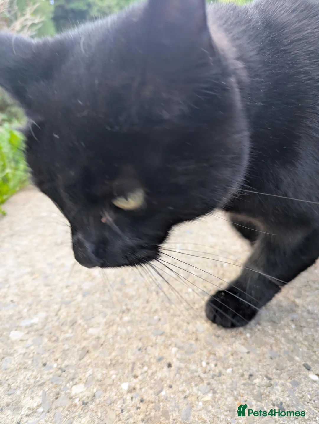 Mixed Breed cats for sale: Kiki the kitty in Bristol - Advert 5
