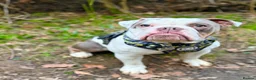 Olde English Bulldogge dogs for sale: Looking for a lap in Huntingdon - Advert 6