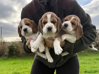 Beagle dogs Beautiful Pedigree Tri Colour Beagle Puppies - Advert 1