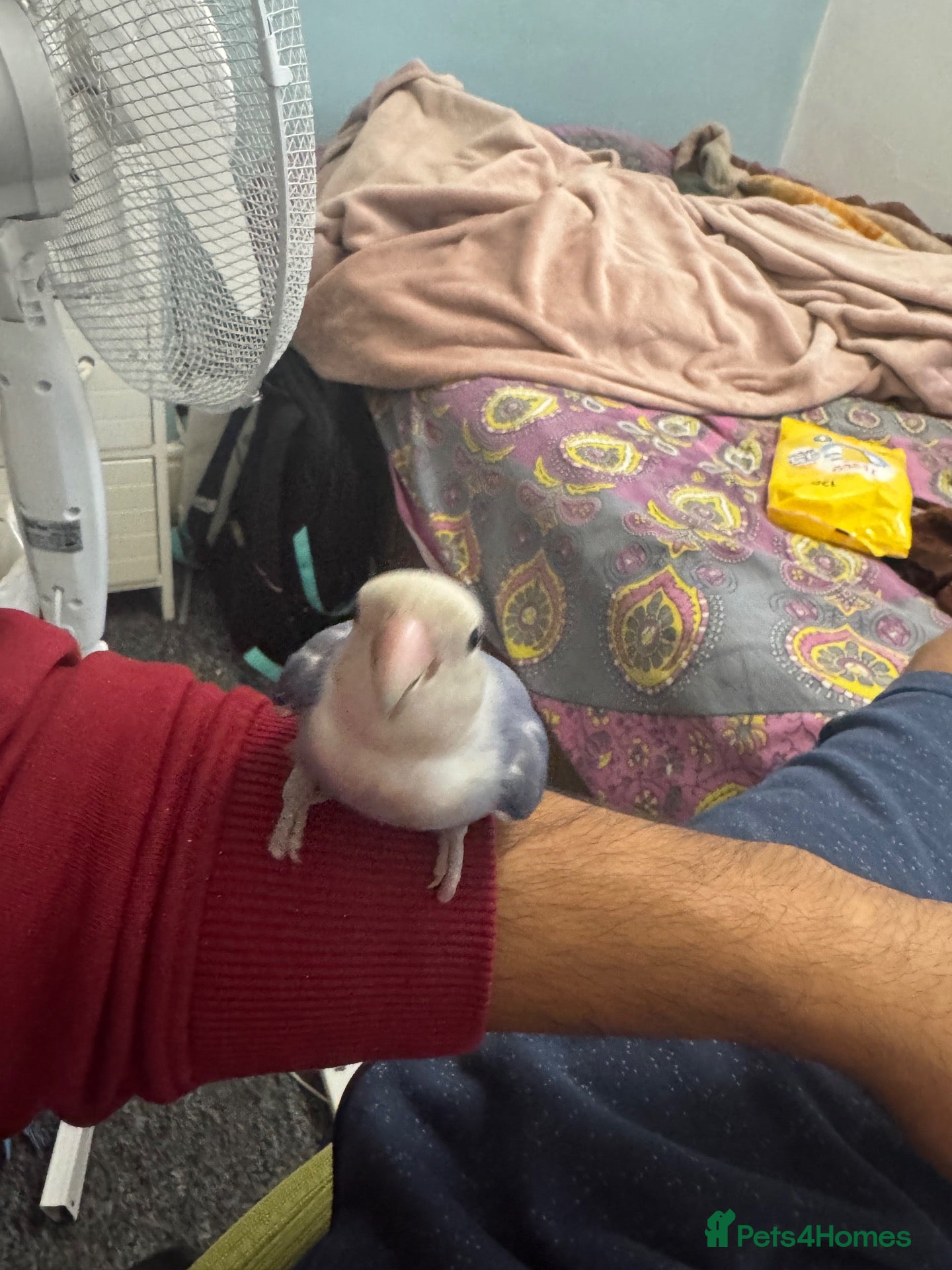 Lovebirds birds for sale: Sweet & Affectionate Female Lovebird For Sale - Advert 2