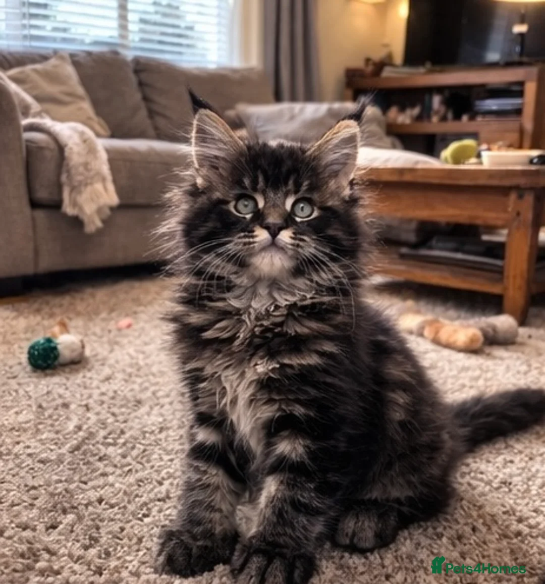 Maine Coon cats for sale: Last 2 Maine Coon Kittens in Sheffield - Advert 11