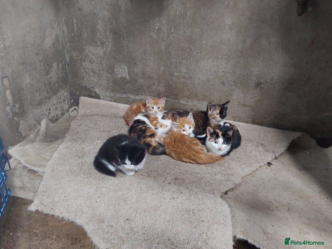 Mixed Breed cats for sale: Beautiful kittens for sale - Image 12