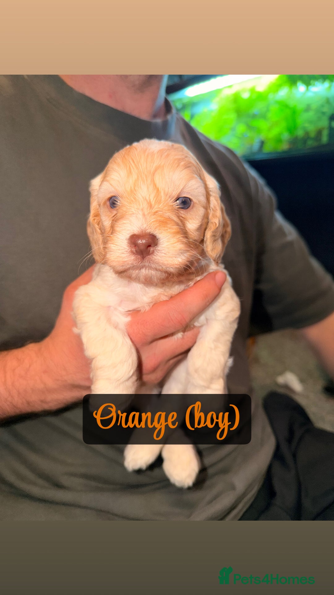 Cockapoo dogs for sale: F2 Toy cockapoo - Advert 11