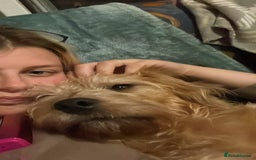 Mixed Breed dogs for sale: Playful mixed terrier looking for forever home.  - Image 5