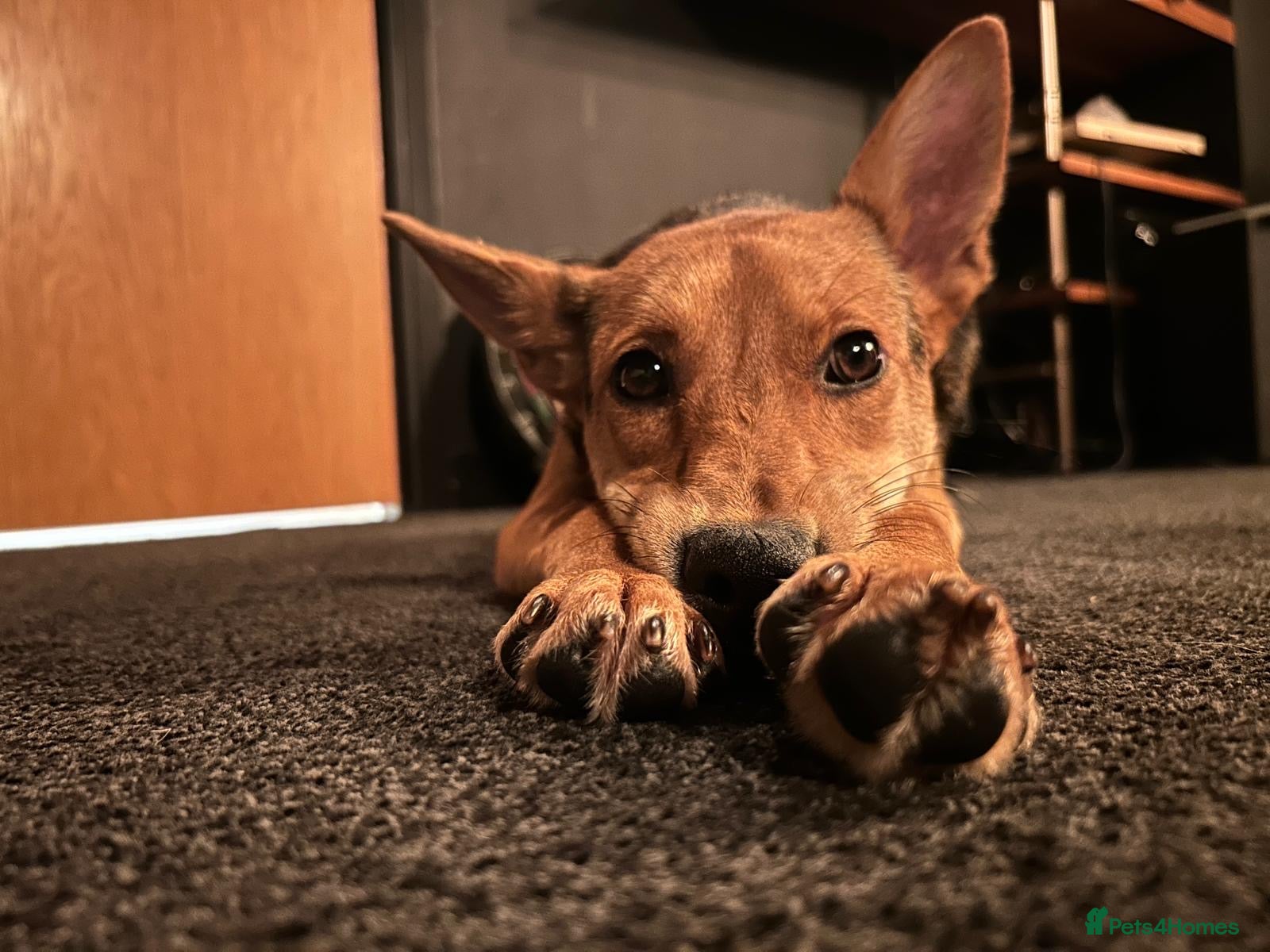 Mixed Breed dogs ❤️🐶 MINNIE - Advert 2