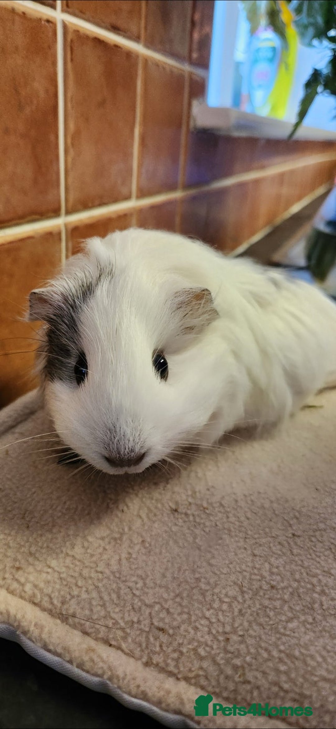 Guinea Pig rodents for sale: 3x Female Guinea Pigs  - Advert 4