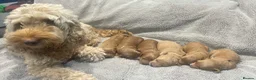 Cockapoo dogs for sale: Cockapoo puppies in Sevenoaks- One girl available - Advert 4