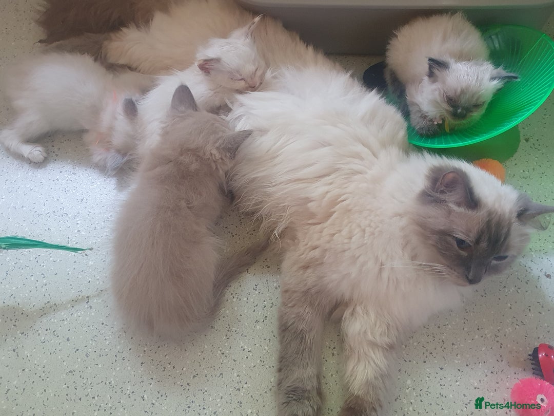 Ragdoll cats for sale: Mink & traditional Ragdolls - Advert 40