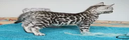 Bengal cats for sale: Superb Quality Bengal Kittens - Advert 4